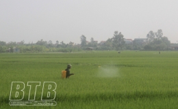 Đông Hưng: Phòng trừ sâu bệnh bảo vệ lúa xuân