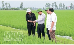 Kiểm tra sản xuất nông nghiệp tại Đông Hưng, Hưng Hà