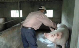 Kiến Xương: Đẩy nhanh tiến độ tiêm phòng cho gia súc, gia cầm trong vụ xuân hè