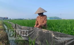 Kiến Xương: Phòng trừ sâu bệnh bảo vệ lúa xuân