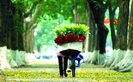 Lặng nghe hoa loa kèn