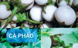 Một quả cà bằng ba thang thuốc