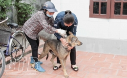 Nam Trung: Tiêm phòng vắc-xin bảo vệ đàn gia súc, gia cầm