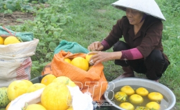 Nông dân Minh Quang: Thu hoạch dưa hồng sớm