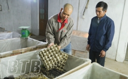 Nuôi dế hiệu quả kinh tế cao