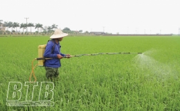Quỳnh Phụ: Tập trung chăm sóc lúa xuân
