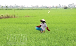 Tập trung phòng, trừ sâu bệnh hại lúa xuân