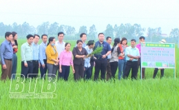 Tham quan mô hình áp dụng canh tác lúa thân thiện với môi trường SRI