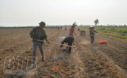 Thành phố: Hỗ trợ 100% kinh phí mua thóc giống khôi phục sản xuất trên diện tích ruộng bỏ hoang