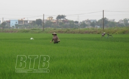Thành phố: Triển khai kế hoạch phòng, trừ sâu bệnh hại lúa xuân năm 2021