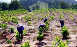 Thủ tướng phê duyệt Đề án trồng 1 tỷ cây xanh