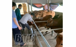 Triển khai tiêm phòng bệnh viêm da nổi cục trên trâu, bò từ ngày 23/4