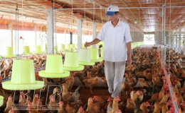 Vũ Thư: 386 hộ chăn nuôi lợn và 1 trang trại gà đạt tiêu chuẩn VietGAHP
