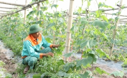 Vũ Thư: Phấn đấu gieo trồng 5.300 ha cây vụ đông năm 2021