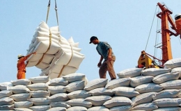 Xuất khẩu gạo giảm hơn 30% trong quý I