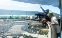 Áp dụng công nghệ Biofloc trong nuôi tôm