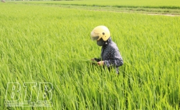 Chăm sóc, bảo vệ lúa xuân
