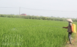 Đông Hưng phấn đấu gieo cấy trên 11.100 ha lúa mùa
