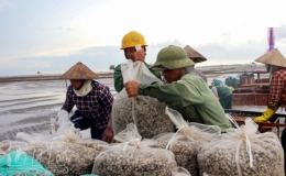 Đông Minh: Làm giàu từ nuôi ngao