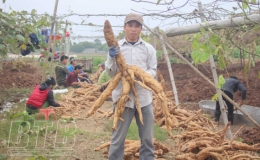 Hiệu quả mô hình trồng sắn dây ở An Đồng