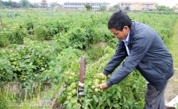 Hội Nông dân huyện Đông Hưng: Chỗ dựa tin cậy của hội viên