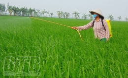 Hưng Hà: Tập trung phòng trừ sâu bệnh bảo vệ lúa xuân