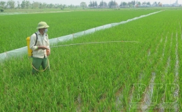 Kiến Xương chăm sóc, bảo vệ lúa xuân