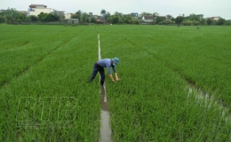 Kiến Xương chủ động phòng trừ sâu bệnh, bảo vệ lúa xuân