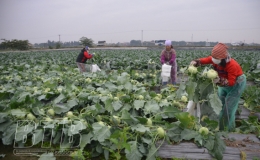 Quỳnh Hải: Giá trị sản xuất từ cây màu đạt gần 1 tỷ đồng/ha/năm