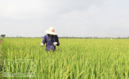 Quỳnh Phụ: Tập trung phun trừ sâu cuốn lá nhỏ từ ngày 3 - 6/5