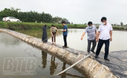 Thái Thụy: Xuất hiện bệnh đốm trắng trên tôm nuôi