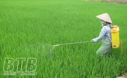 Thành phố: Phun phòng trừ sâu cuốn lá nhỏ với 100% diện tích từ ngày 3 - 8/5