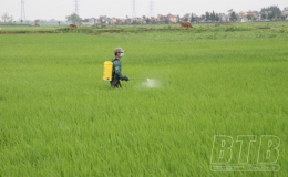Tiền Hải: Chăm sóc, bảo vệ lúa xuân