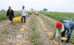 Vũ Thư: 22 cánh đồng lớn sản xuất lúa và cây màu