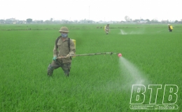 Chủ động phòng tránh bệnh đạo ôn trên lúa xuân
