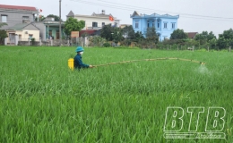 Đông Hưng: Phấn đấu gieo cấy trên 11.100 ha lúa mùa