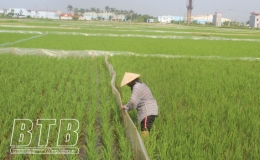 Hiệu quả mô hình liên kết diệt chuột ở Đông Hưng