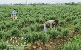 Hợp tác xã Hoàng Minh: Điển hình về khởi nghiệp đổi mới, sáng tạo