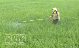 Hưng Hà: Phát động đợt phòng trừ sâu cuốn lá nhỏ từ ngày 5 - 8/5