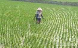 Quỳnh Phụ: Tập trung chăm sóc, phòng, trừ sâu bệnh bảo vệ lúa xuân