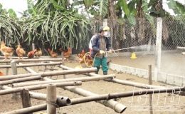 Quỳnh Phụ: Tổ chức khử trùng, tiêu độc, phòng chống dịch bệnh gia súc, gia cầm