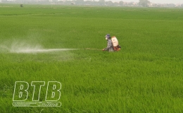 Quỳnh Phụ: Từ ngày 4-7/5 tổ chức phun trừ sâu cuốn lá nhỏ