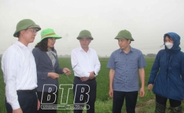 Tăng cường công tác dự tính, dự báo sâu bệnh hại lúa xuân