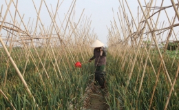 Thái Thụy: Dẫn đầu về sản phẩm OCOP