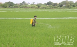 Tiền Hải: Từ ngày 3-6/5 tổ chức đợt phòng trừ sâu bệnh