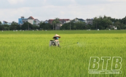 Tổ chức đợt phòng trừ sâu cuốn lá nhỏ từ ngày 3 – 7/5