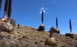 Chiêm ngưỡng 'Nữ hoàng Andes' 100 năm ra hoa một lần