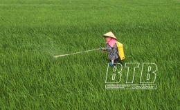 Hưng Hà: Chủ động phòng, trừ sâu bệnh bảo vệ lúa xuân