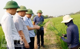 Kiểm tra, chỉ đạo công tác chuẩn bị phòng trừ sâu bệnh tại một số địa phương