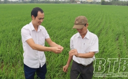 Kiến Xương: Tập trung chăm sóc lúa xuân